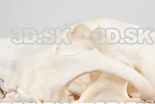 Skull photo reference 0042